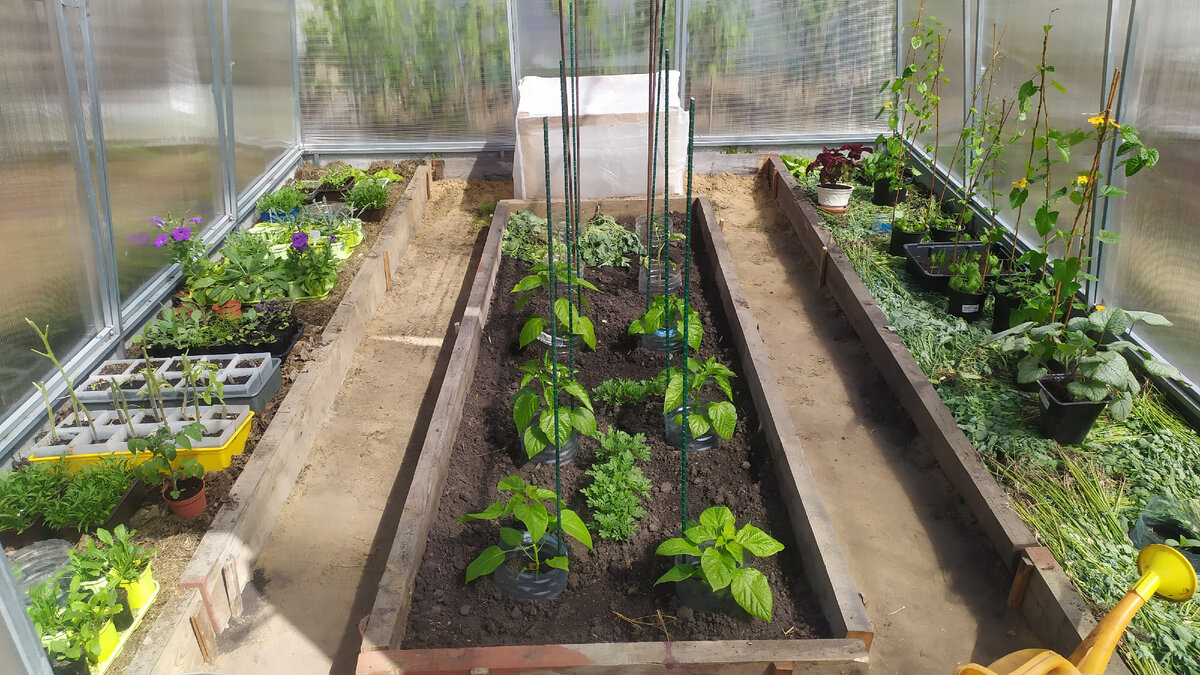 Невидимая броня для томатов: зачем опытные дачники варят «йодный кисель» для опрыскивания