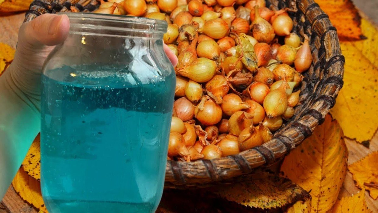 Для крупного здорового лука: лучший обеззараживающий раствор для севка — убьёт все болезни