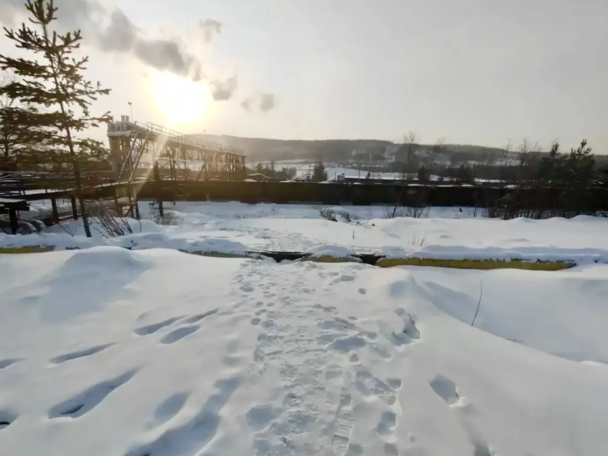 В Якутии мужчина погиб от укусов безнадзорных собак