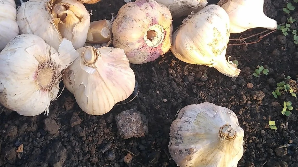 Секрет ядрёного урожая: 3 вещи, которые нужно сделать с озимым чесноком в марте и апреле