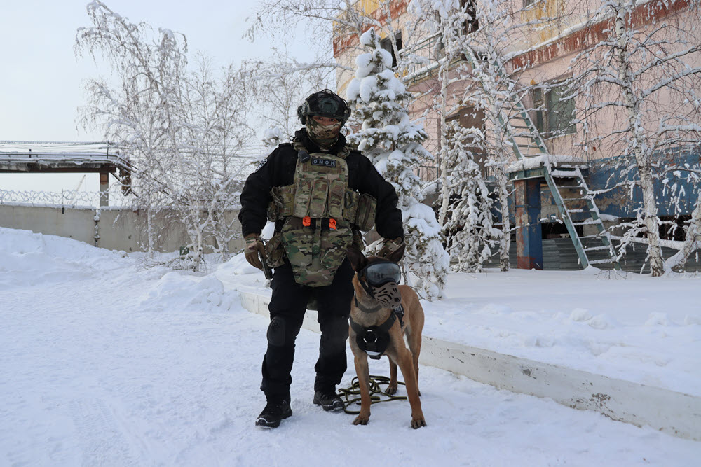 Овчарка Ястреб из Якутского ОМОН участвует в фотоконкурсе служебных собак Росгвардии
