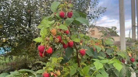 Малина пойдёт в рост как сумасшедшая: 3 секретных шага в апреле для рекордного урожая