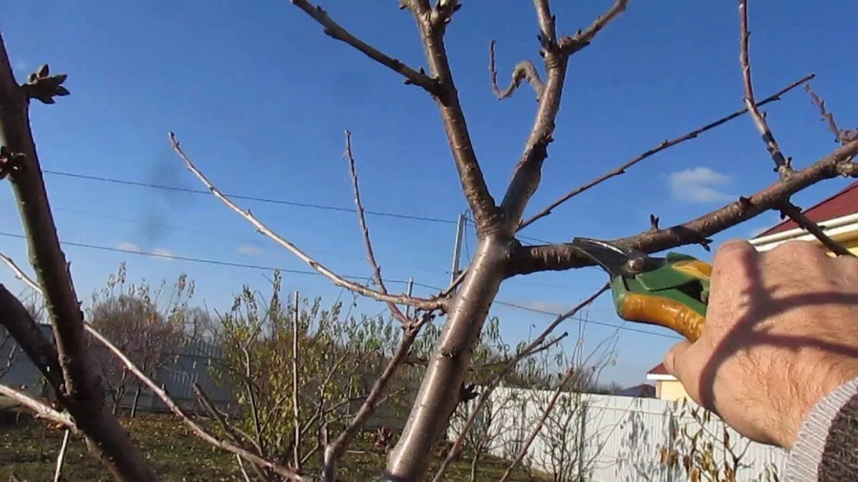 Март — время обрезки взрослых деревьев: садовод поделилась всеми тонкостями процесса