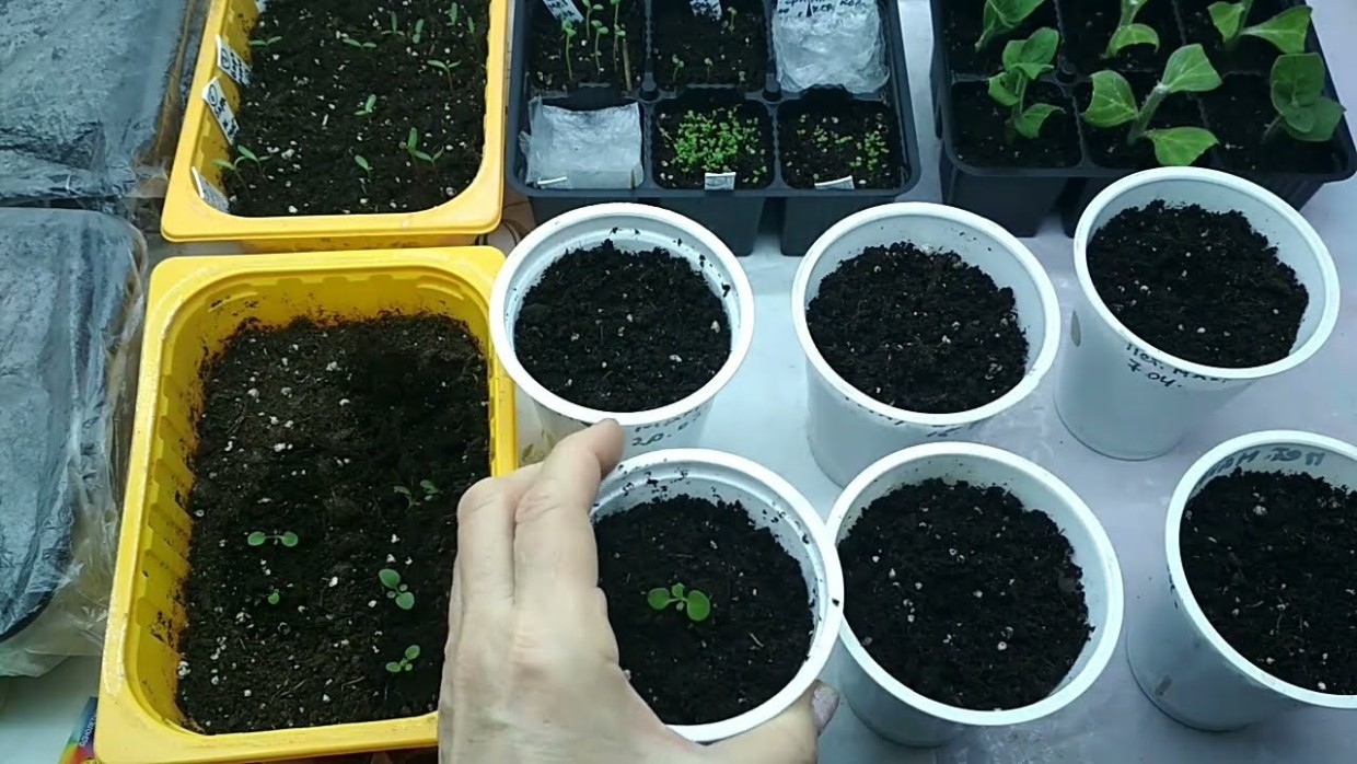 Пикировка петунии: когда пора начинать — и как всё сделать правильно