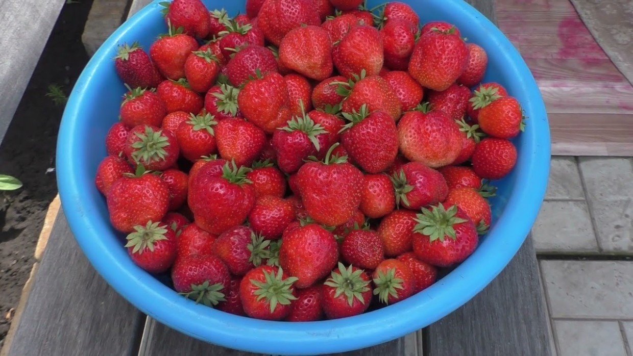 Для большого и сладкого урожая: 3 этапа подкормки клубники — весенний план, который работает безотказно