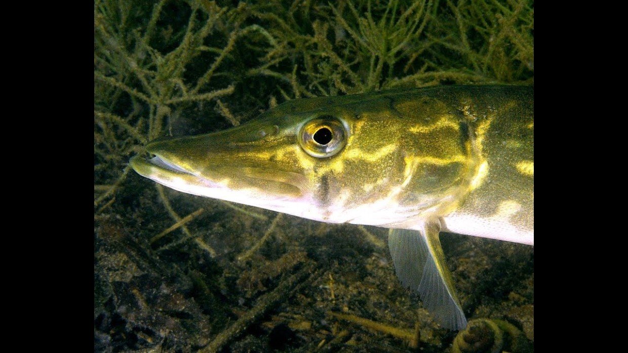 Удивительное открытие: в реке Волге обнаружили 10 новых видов рыб — 3 из них абсолютно новые