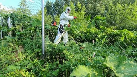 Как не угодить за решётку из-за сорняка: с 1 марта 2026 года новые правила для дачников — штраф от 50 тысяч рублей