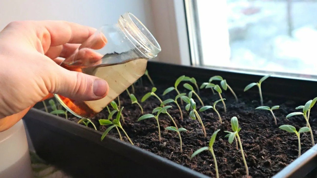 Секрет мощных корней: как за 15 минут приготовить домашний стимулятор роста из желатина и нашатыря