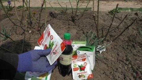 Вместо лысых палок — пышные кусты: агроном назвала лучшее удобрение для роз в начале сезона