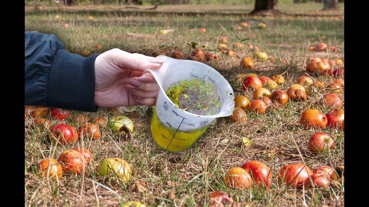 Весенний толчок: какие подкормки нужны плодовым деревьям — вносим сразу после схода снега