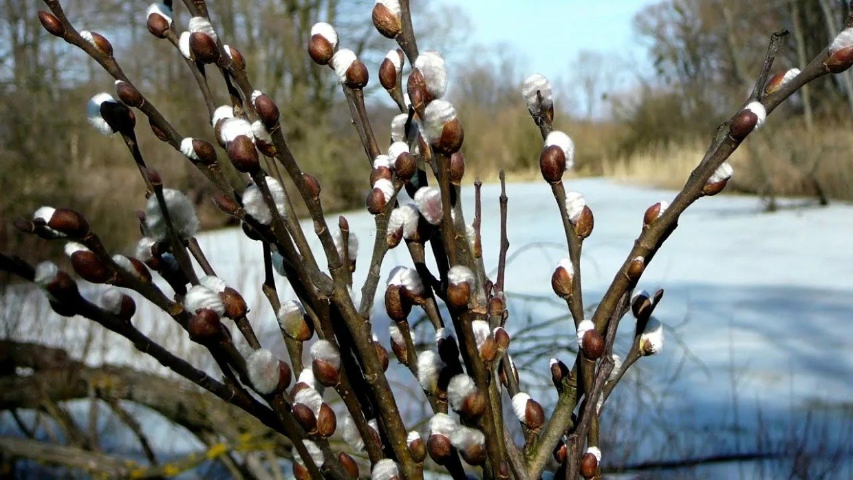 Дачный запрет на Вербную неделю: почему 12 апреля 2026 года изменит планы всех огородников