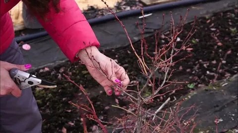 Секатор в руки: 5 кустарников, которые нужно срочно обрезать в начале апреля, пока не проснулись почки