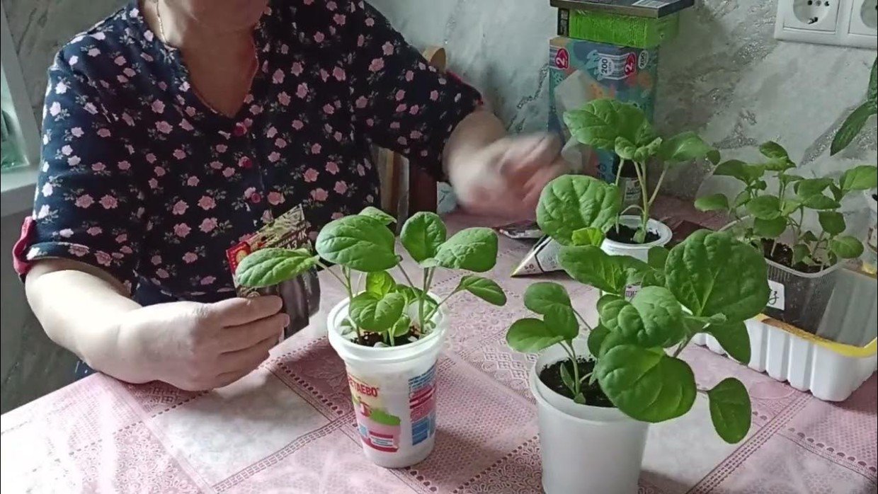 Пикировка баклажанов: как правильно провести процедуру — и надо ли прищипывать корешок