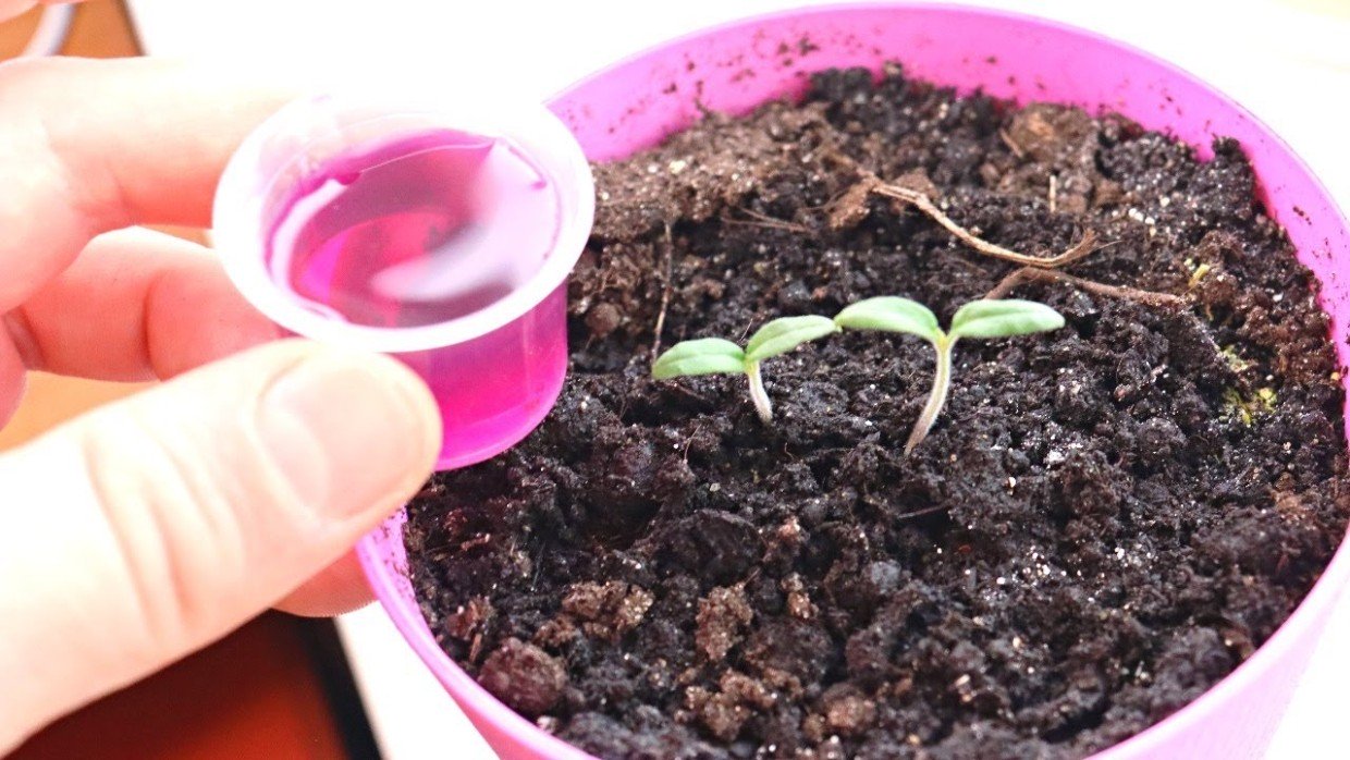 Пробуждаем спящие росточки: эффективная подкормка для рассады — 2 чайные ложки, и урожай обеспечен