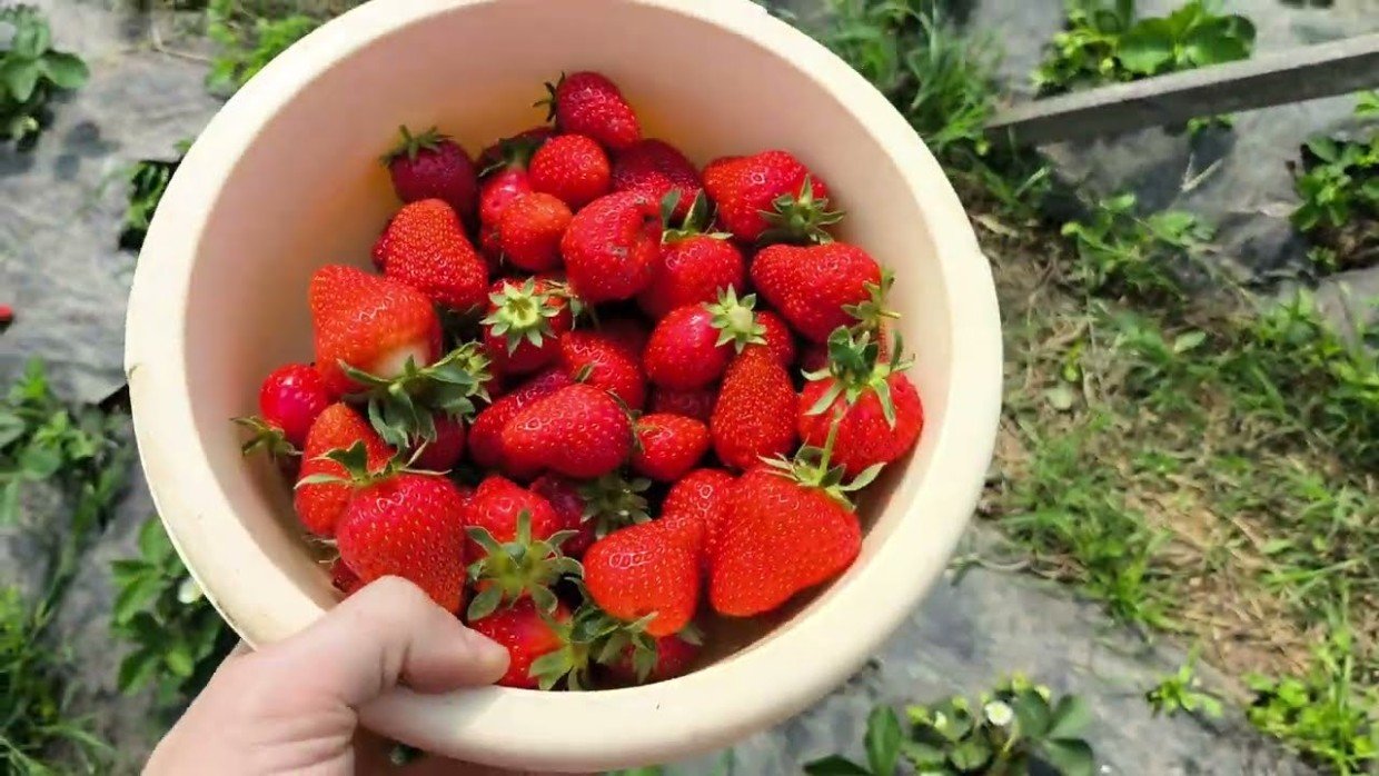 Подкормки решают: что дать клубнике для сочных крупных ягод — 2 варианта удобрений