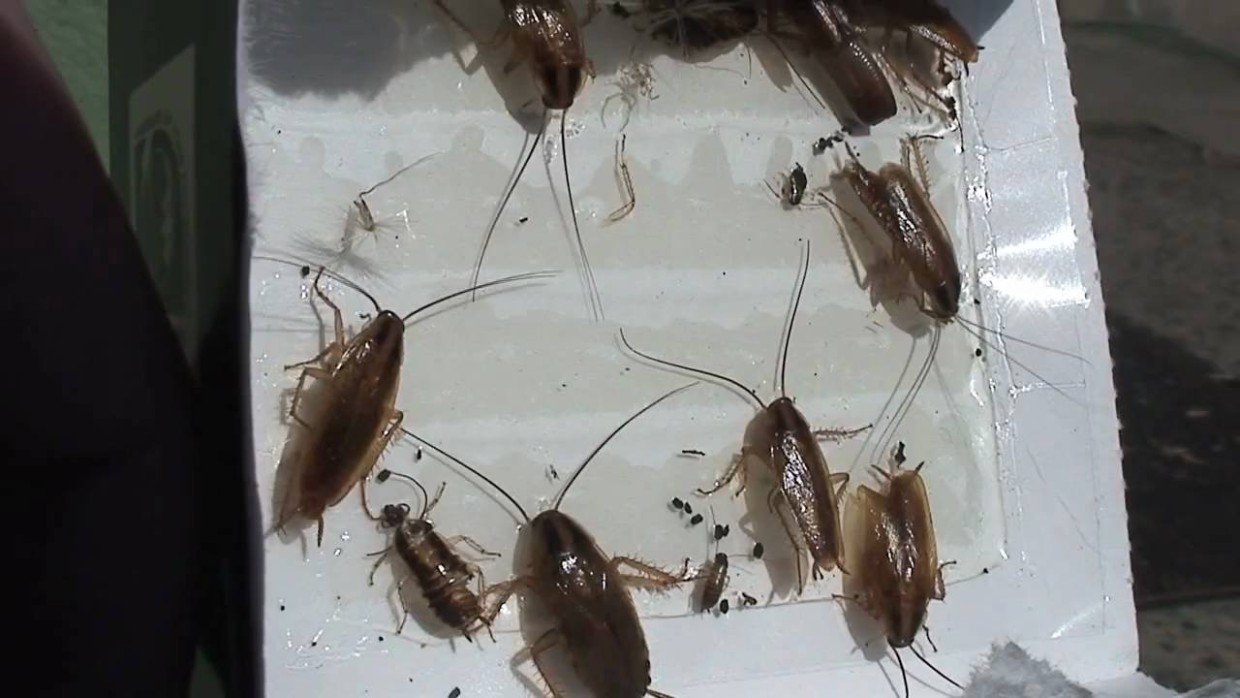 Вытравила тараканов за пару дней: помогли 3 надёжных средства — и это не дихлофос