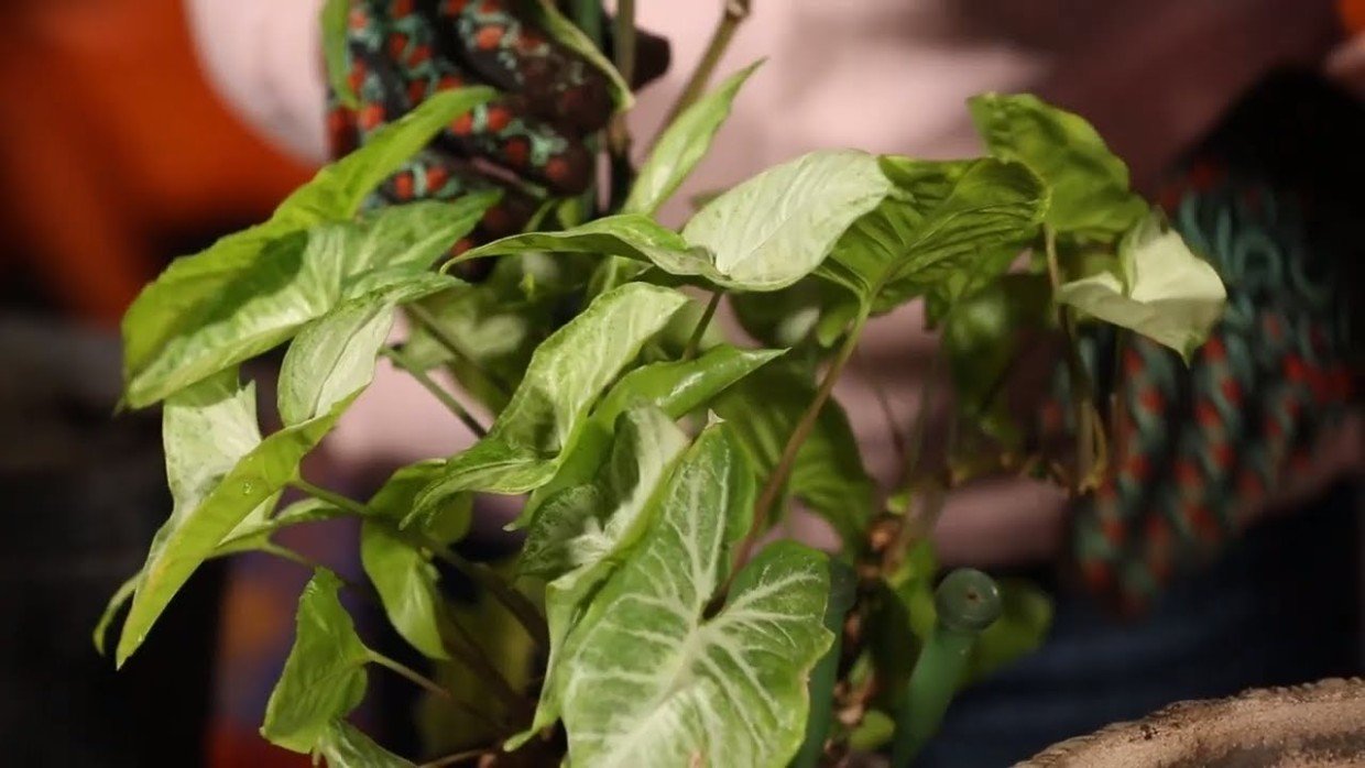 Цветы притягивают беды: удивительная история женщины — суеверие или правда