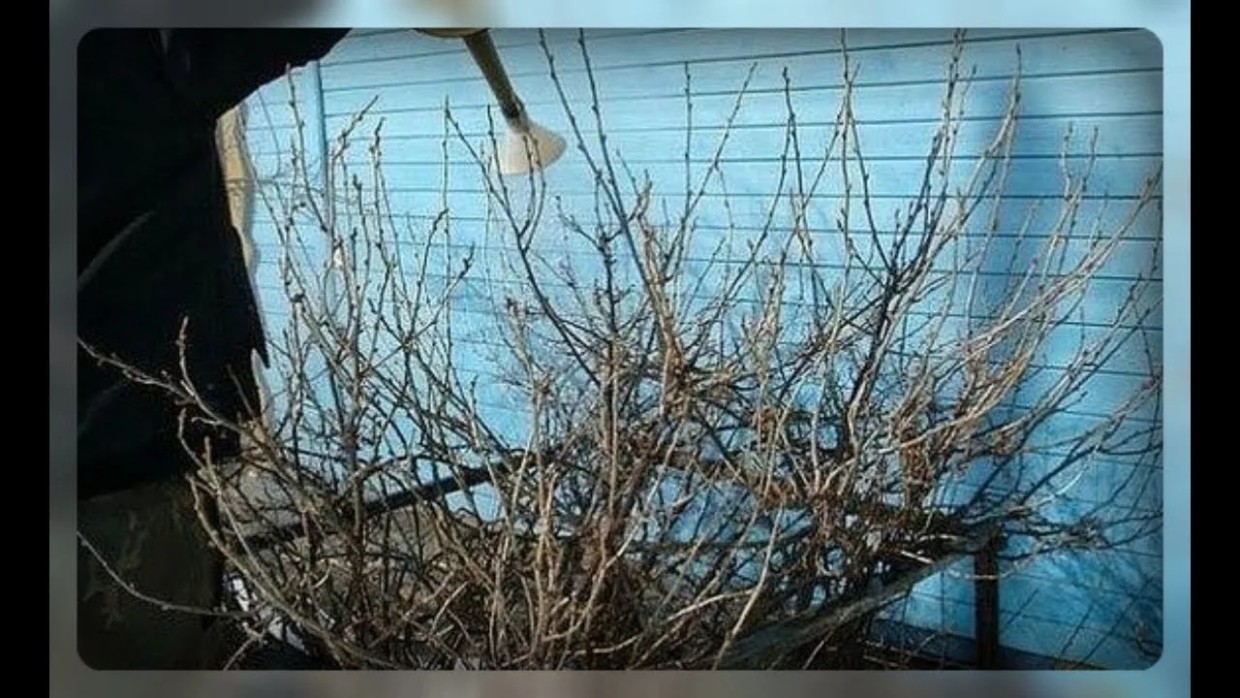 Смородина будет чистой без капли химии: зачем опытные дачники в марте нагревают воду до 75 градусов