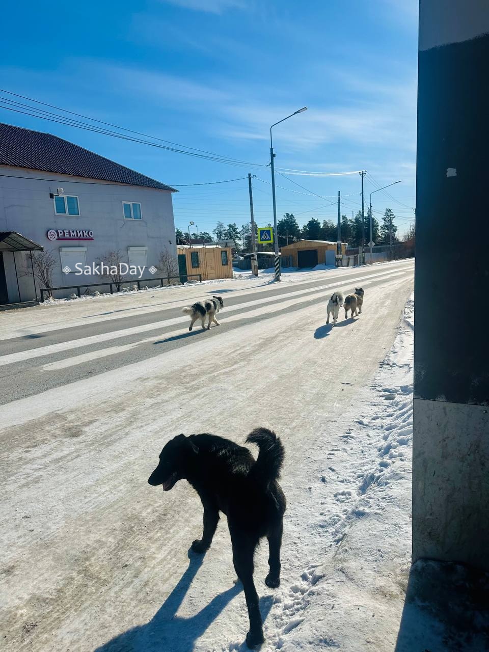 В Якутске добрый пес спас женщину от агрессивной стаи