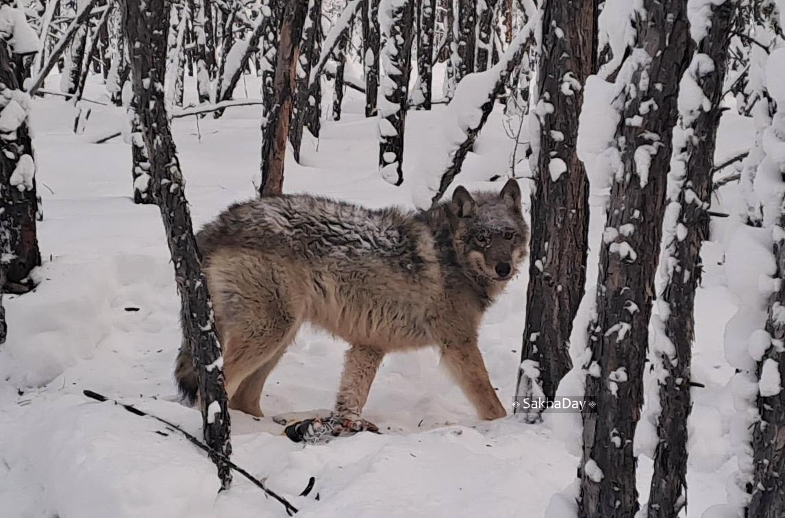 В Якутии обитают 8059 волков, их высокая численность в горно-таежной зоне