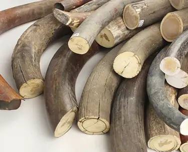 В Якутии ветеринарного врача обвиняют в 13 эпизодах взяток