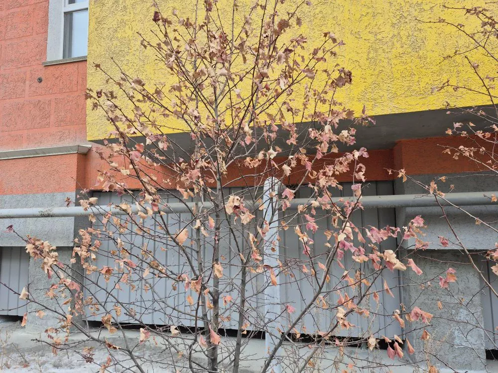 Почему в Якутске листья на деревьях за зиму не опали?