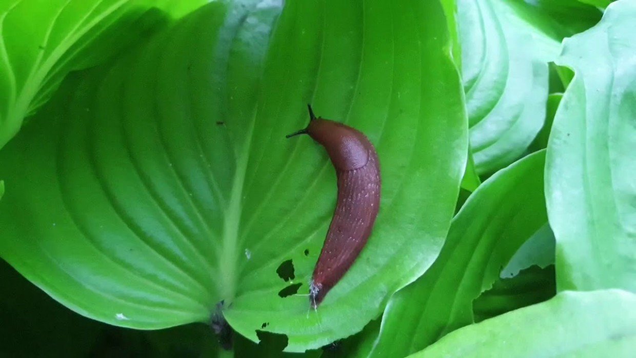 Кирпич — враг слизня: как избавиться от вредителей при помощи одного предмета