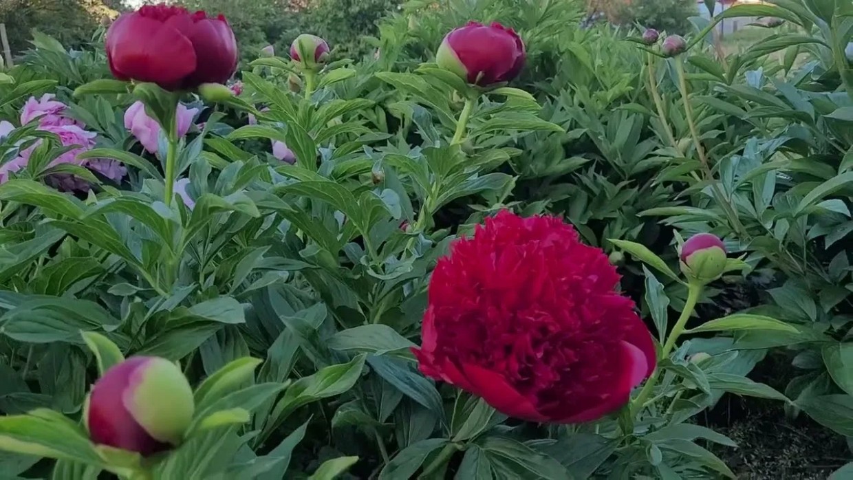 Секрет пышных пионов: почему в апреле солома и компост важнее любых дорогих удобрений