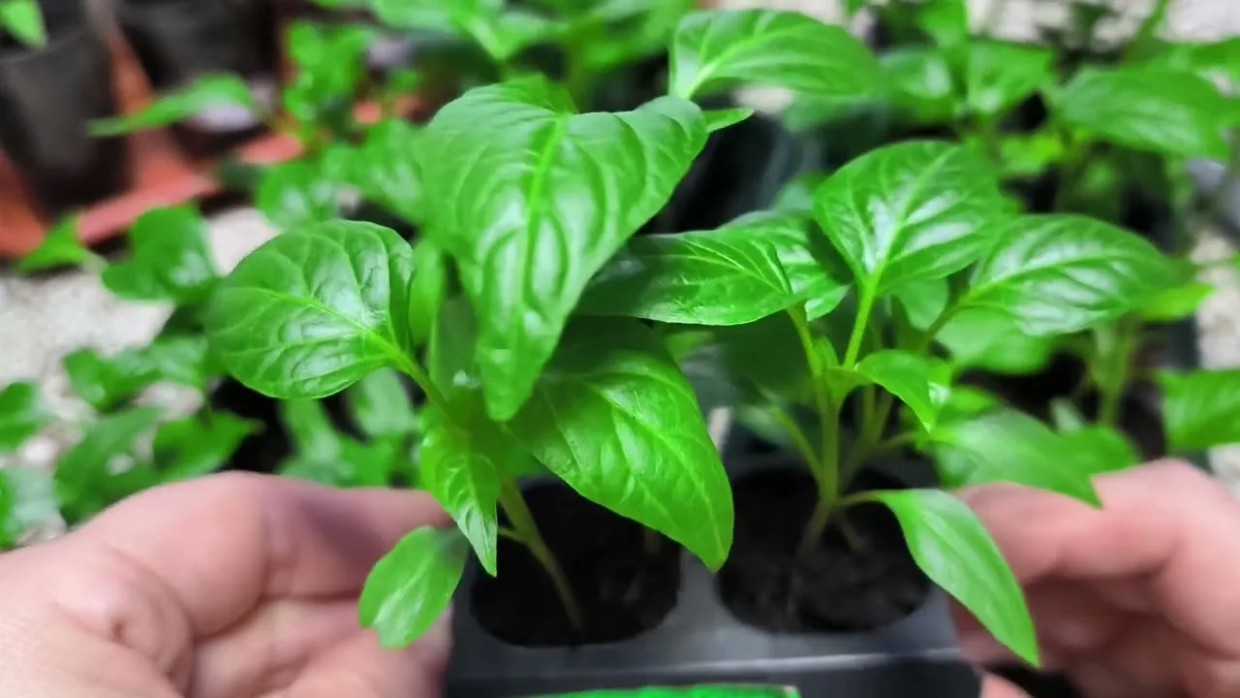 Перец пойдёт в рост, а не в ботву: секрет «пьяной» подкормки для тех, кто ждёт ведра урожая