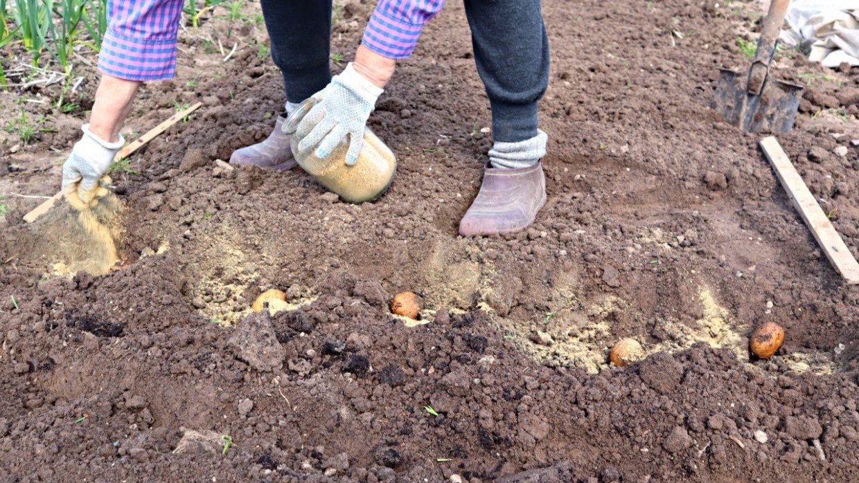 Картошка попрёт от этих удобрений: положите в лунку при посадке — и здоровые клубни вам обеспечены