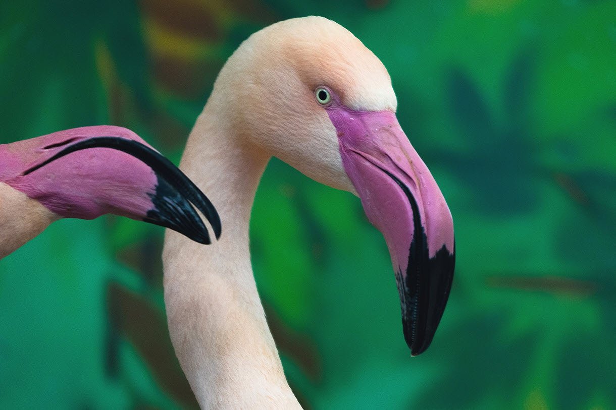 «Газпромнефть-Заполярье» обеспечило кормом розового фламинго из Якутии и его сородичей