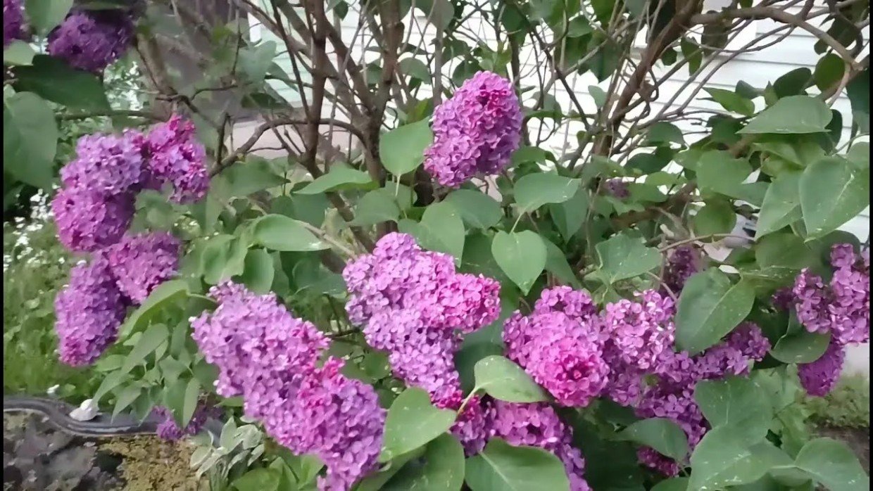 Пышные гроздья вместо пустых веток: как весной «накормить» сирень, чтобы она зацвела в два раза ярче