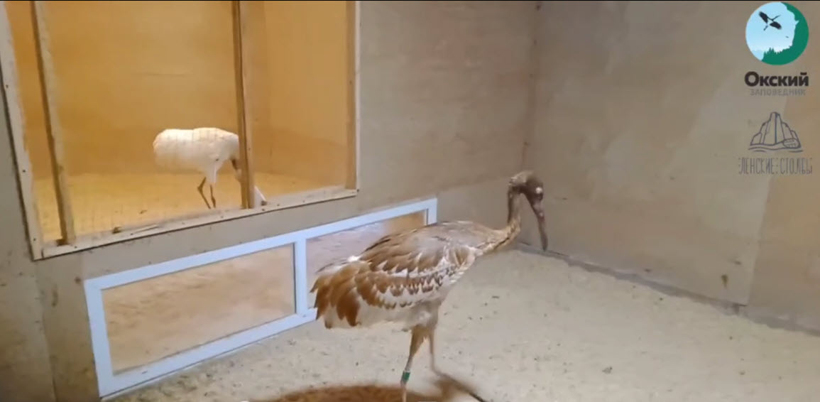 Якутские стерхи успешно пережили зиму в Окском заповеднике