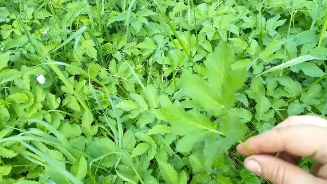 Сныть в огороде: проверенные способы борьбы с сорняком — освобождаем участок