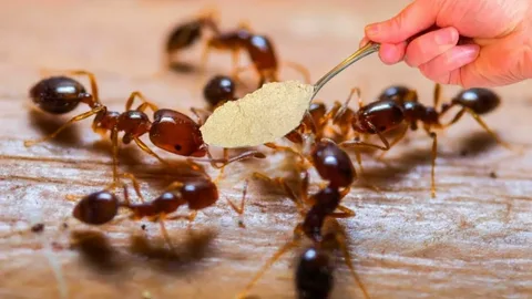 Муравьи и тля уйдут к соседям: секрет «невидимых» деревьев, который надёжнее любых ловчих поясов