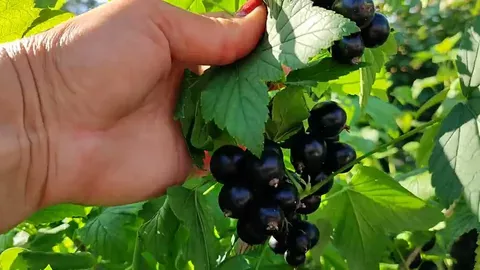 Собираю смородину ведрами: ошибка, которую дачники совершают ещё в апреле