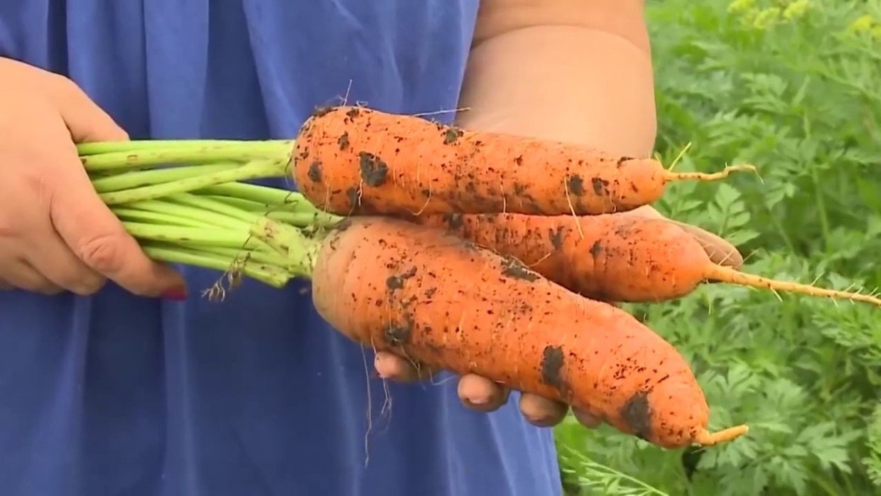 Какой уход — такая и морковь: 3 приёма для ровных корнеплодов без хвостов