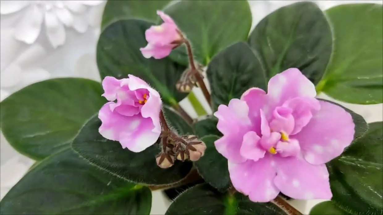 Заставьте фиалку цвести без остановки: секретный «витамин бодрости» из аптеки за копейки