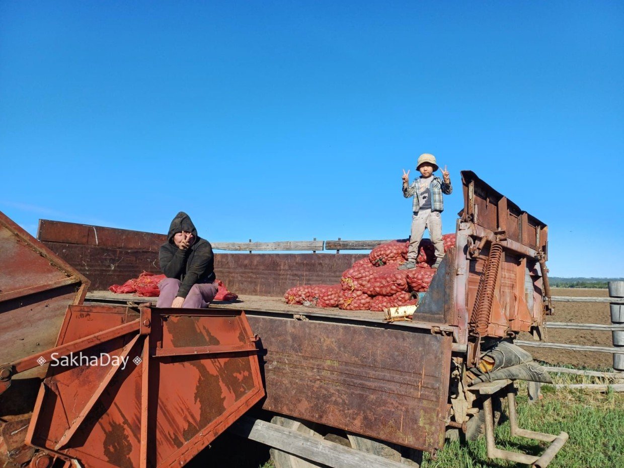 Продолжение истории девушки-фермера, которой конкурс разбил мечту обеспечить картошкой весь Таттинский улус