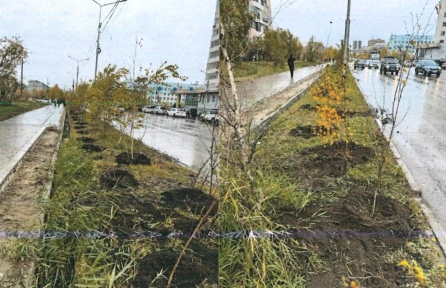 В Якутске за одно самовольно срубленное дерево виновник должен будет посадить 50 деревьев