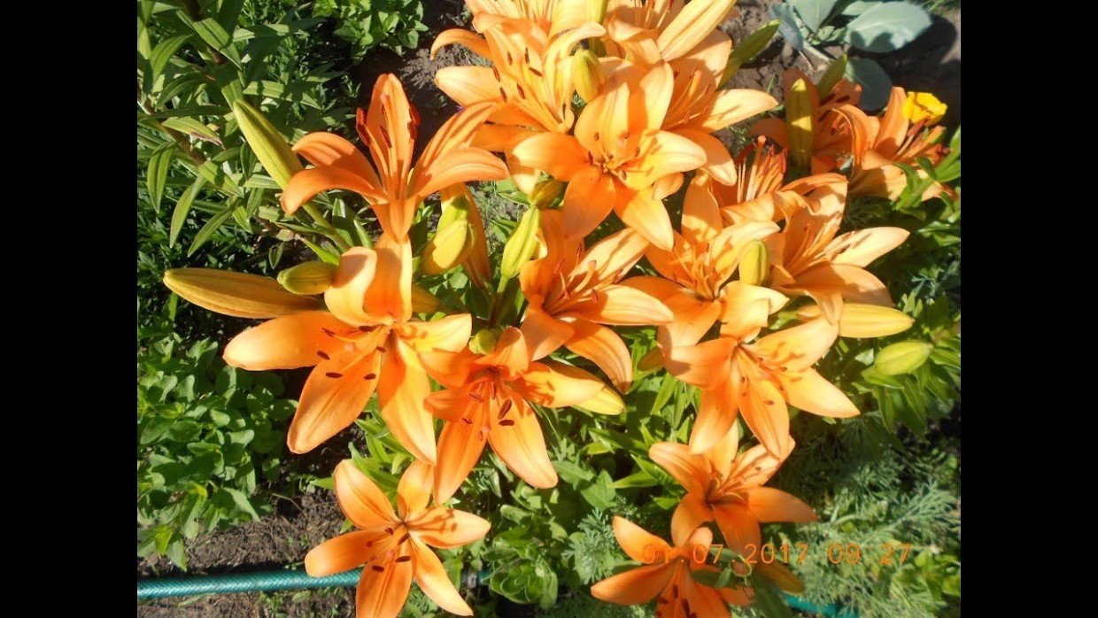 Памятка для садовников: что сделать для пышных и здоровых лилий — 4 действия после прорастания