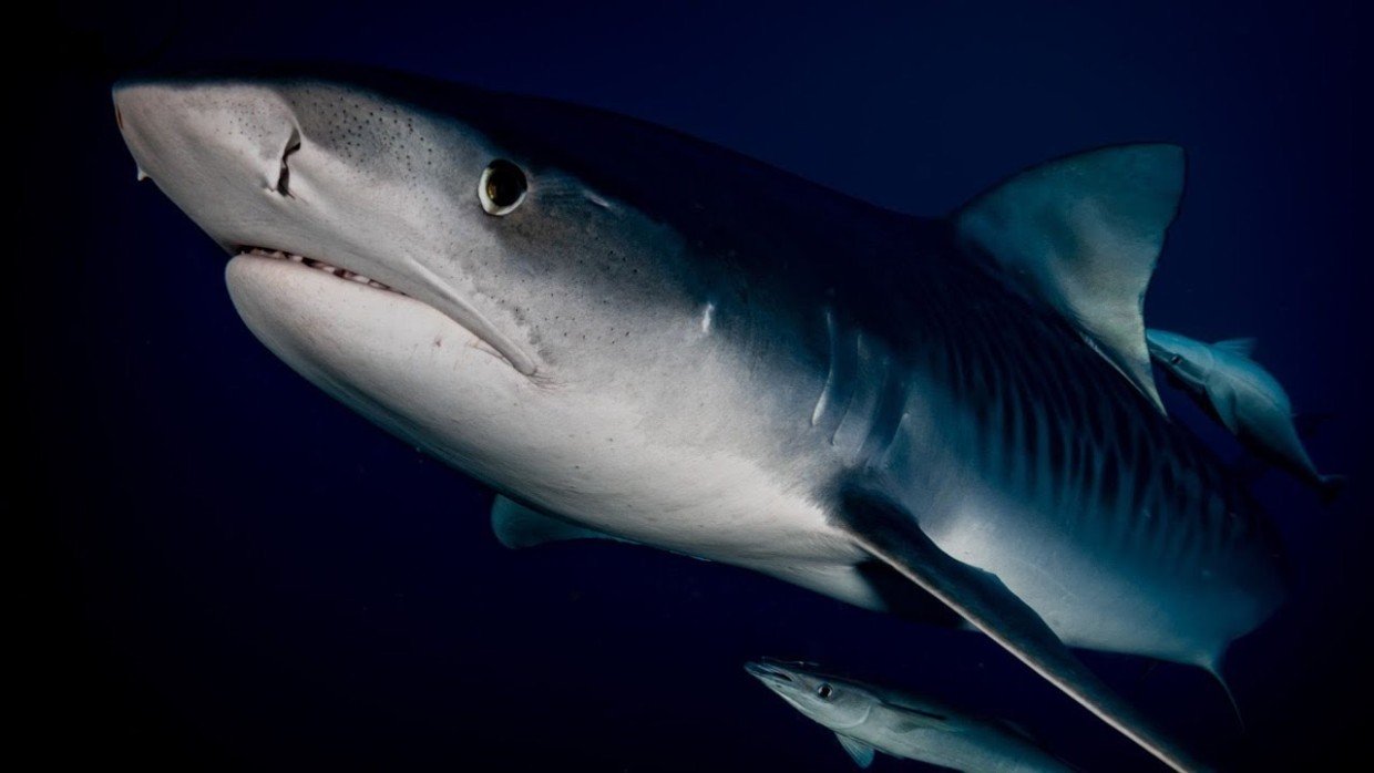 Продаются за миллионы долларов: 3 самые дорогие рыбы в мире — почему они столько стоят