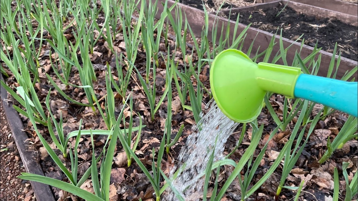 Не упустите важную подкормку: 1 ст. л. этого средства — и чеснок растёт как на дрожжах