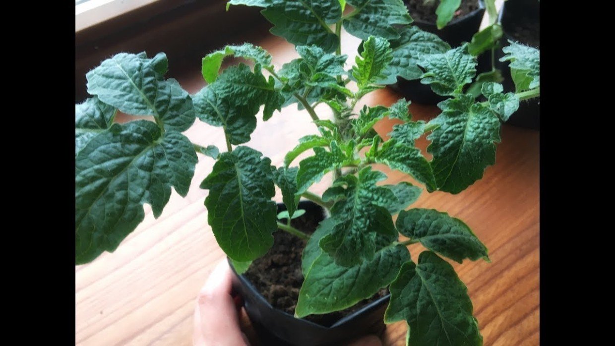 Досыпаем и доливаем: 3 действия для длинных и толстых корней у томатов — обязательно для рассады