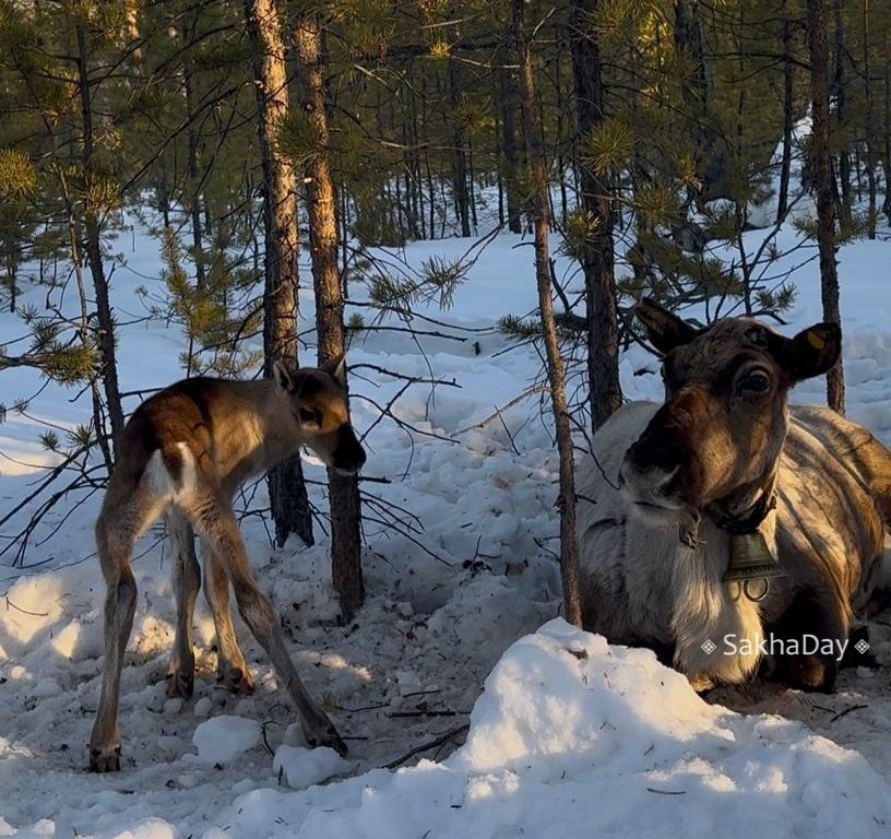 К новорожденному олененку Ленину Амуровичу из Якутска едут ученые из Санкт-Петербурга