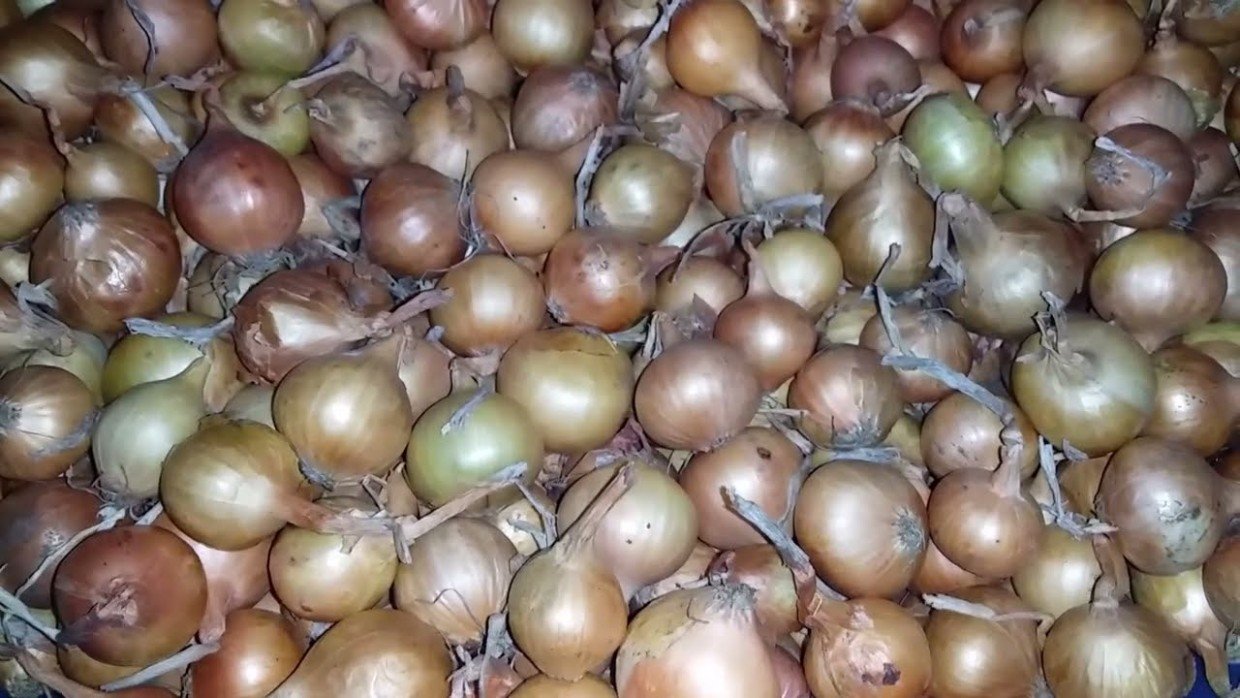 Большой урожай и долгое хранение: правильные подкормки для озимого лука весной — что внести