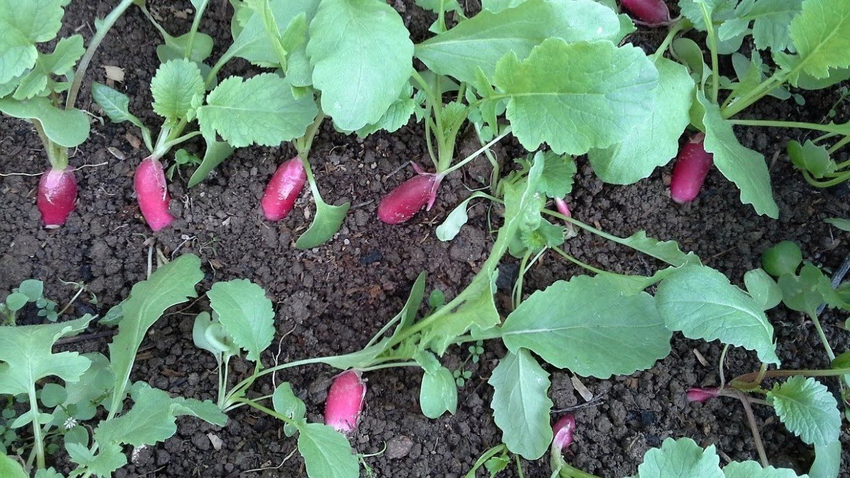Мелкий редис: почему корнеплод нормально не формируется — 7 причин