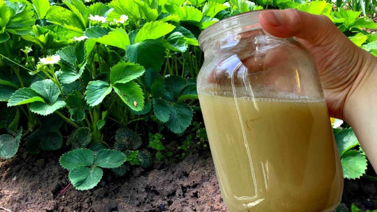 Не просто посадить и полить: 2 важные подкормки для клубники — для старта и для сладости