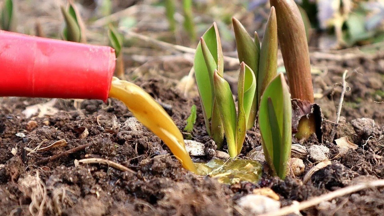 Крупные цветы и отсутствие болезней: лучшая подкормка для тюльпанов в период бутонизации