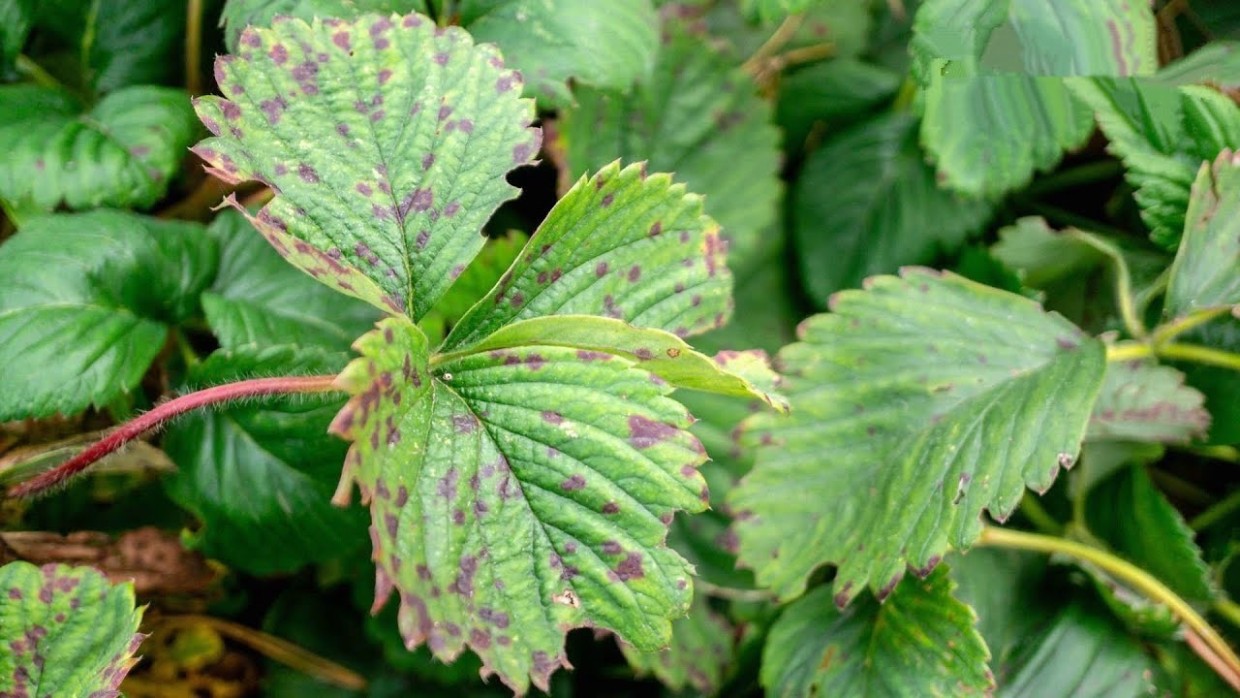 Проблема каждого дачника: чем обработать клубнику от пятнистости — чтобы болезнь больше не достала